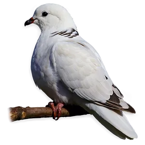 Black And White Dove Clipart Png Wig PNG Image