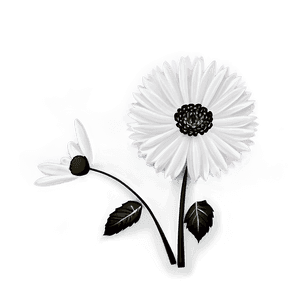Black and White Flower Drawing PNG tng PNG