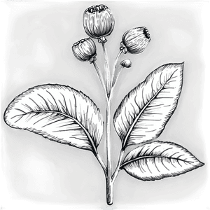 Black and White Flower Sketch PNG 05252024 PNG