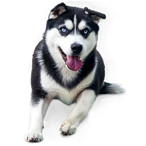 Black And White Husky Png 06252024 PNG Image