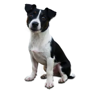 Black And White Jack Russell Png Pjj PNG Image