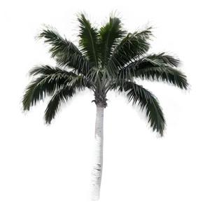 Black And White Palmera Png 06262024 PNG Image