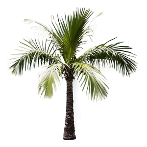 Black And White Palmera Png 06262024 PNG Image