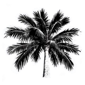 Black And White Palms Png Iwj PNG Image