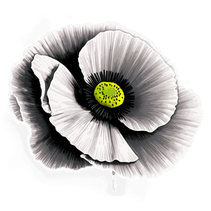 Black and White Poppy PNG psg74 PNG image with transparent background
