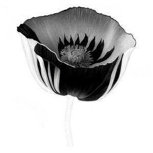 Black and White Poppy PNG ytn6 PNG image with transparent background