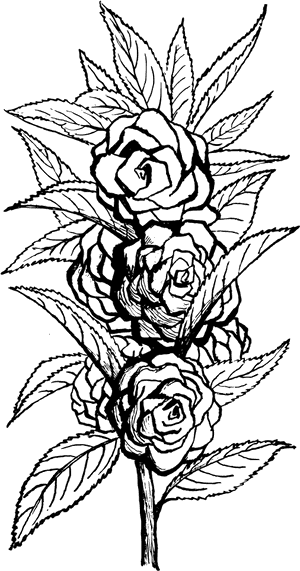 Black And White Rose Sketch PNG with transparent background