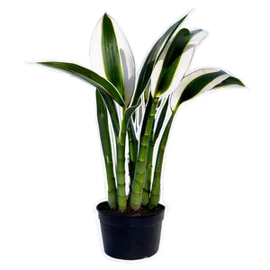 Black And White Snake Plant Png 63 PNG Image