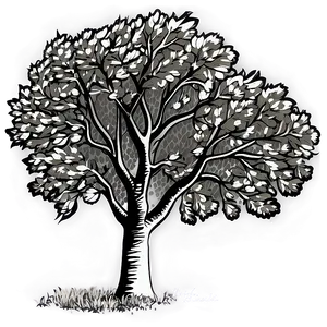 Black And White Tree In Autumn Scene Png Pcm34 PNG Image