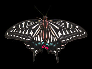 Black Background Butterfly PNG image with transparent background