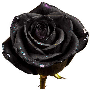 Black Beauty Roses PNG 06212024 PNG