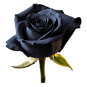 Black Beauty Roses PNG 57 PNG