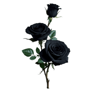Black Beauty Roses PNG lhs PNG