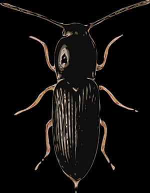 Black Beetle Illustration PNG image with transparent background