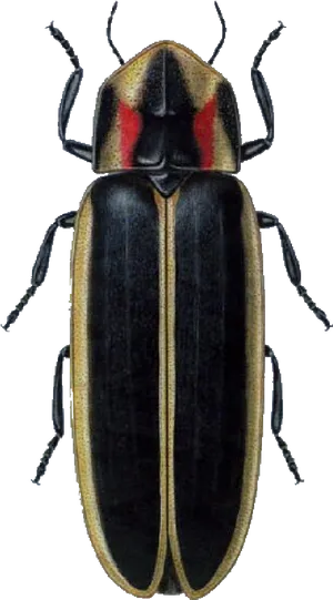 Black Beetlewith Red Markings PNG Image