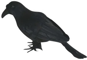 Black Bird Silhouette PNG Image