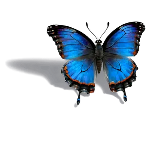 Black Butterfly With Blue Highlights Png Llk PNG Image