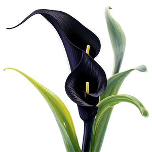 Black Calla Lily Png Ari PNG Image