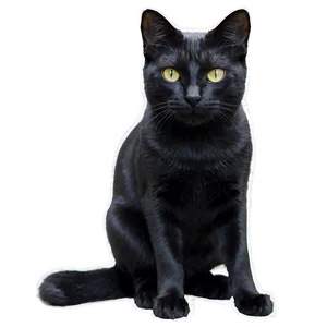 Black Cat Filter Png 06282024 PNG Image