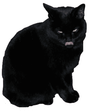 Black Cat, HD Png Download PNG image with transparent background