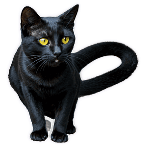 Black Cat PNG nvo99 PNG