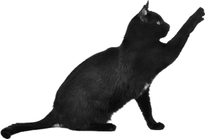 Black Cat Scratching - Black Cat Cat Png, Transparent Png PNG