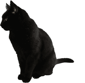 Black Cat Png, Transparent Png PNG image with transparent background