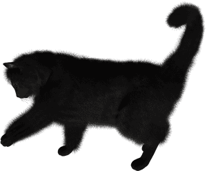 Download For Free Cats Transparent Png File - Transparent Background Black Cat Png, Png Download PNG