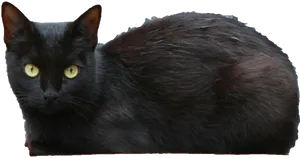 Black Cat Yellow Eyes PNG Image