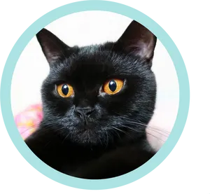 Black Catwith Striking Eyes PNG Image