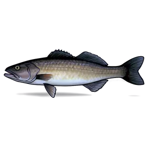 Black Cod Sablefish Png 06252024 PNG Image