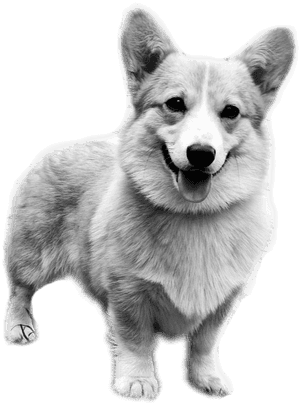 Black Corgi Png, Transparent Png PNG image with transparent background