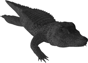 Png Free Download Crocodile Clipart Small Alligator - Nile Crocodile, Transparent Png PNG image with transparent background