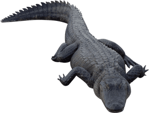Black Crocodile Png, Transparent Png PNG image with transparent background