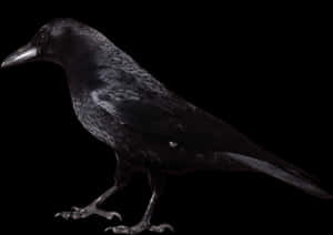 Crow Black And White, HD Png Download PNG image with transparent background