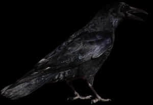 Common Raven Bird Clip Art - Crow Png, Transparent Png PNG image with transparent background