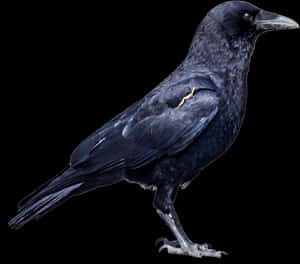 Black Crow Png Image - Crow Hd Images Png, Transparent Png PNG image with transparent background