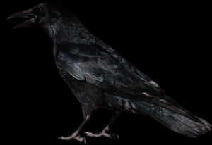 Crow Png Image - Halloween Crow, Transparent Png PNG image with transparent background