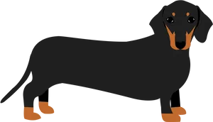 Black Dachshund Illustration.png PNG Image