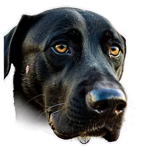 Black Dog Nose Png Wxl13 PNG Image