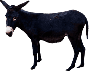 Download For Free Donkey Transparent Png Image - Donkey Transparent Background, Png Download PNG image with transparent background