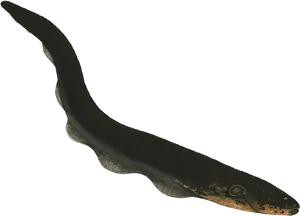 Black Eel Isolatedon Blue Background.png PNG Image