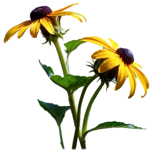 Black Eyed Susan In Sunshine Png 93 PNG Image