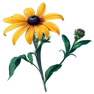 Black Eyed Susan Wildflower Png Uad PNG Image