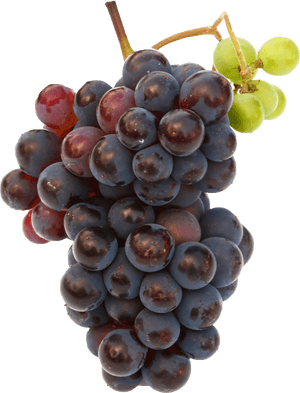 Black Grapes Png Free Commercial Use Image - Black Grapes Images Hd, Transparent Png PNG image with transparent background