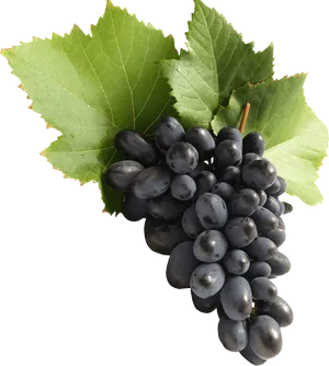 Black Grapeswith Leaves PNG Image