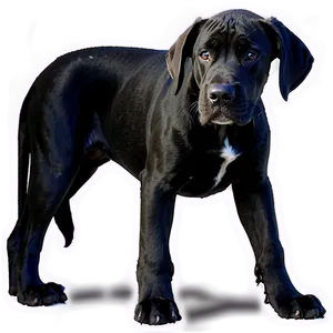 Black Great Dane Png 06212024 PNG Image