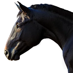 Black Horse Side Profile Png 06262024 PNG Image