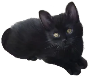 Black Kitten Gazing Image PNG Image