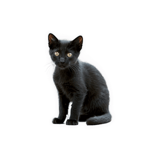 Black Kitten PNG 05232024 PNG image with transparent background